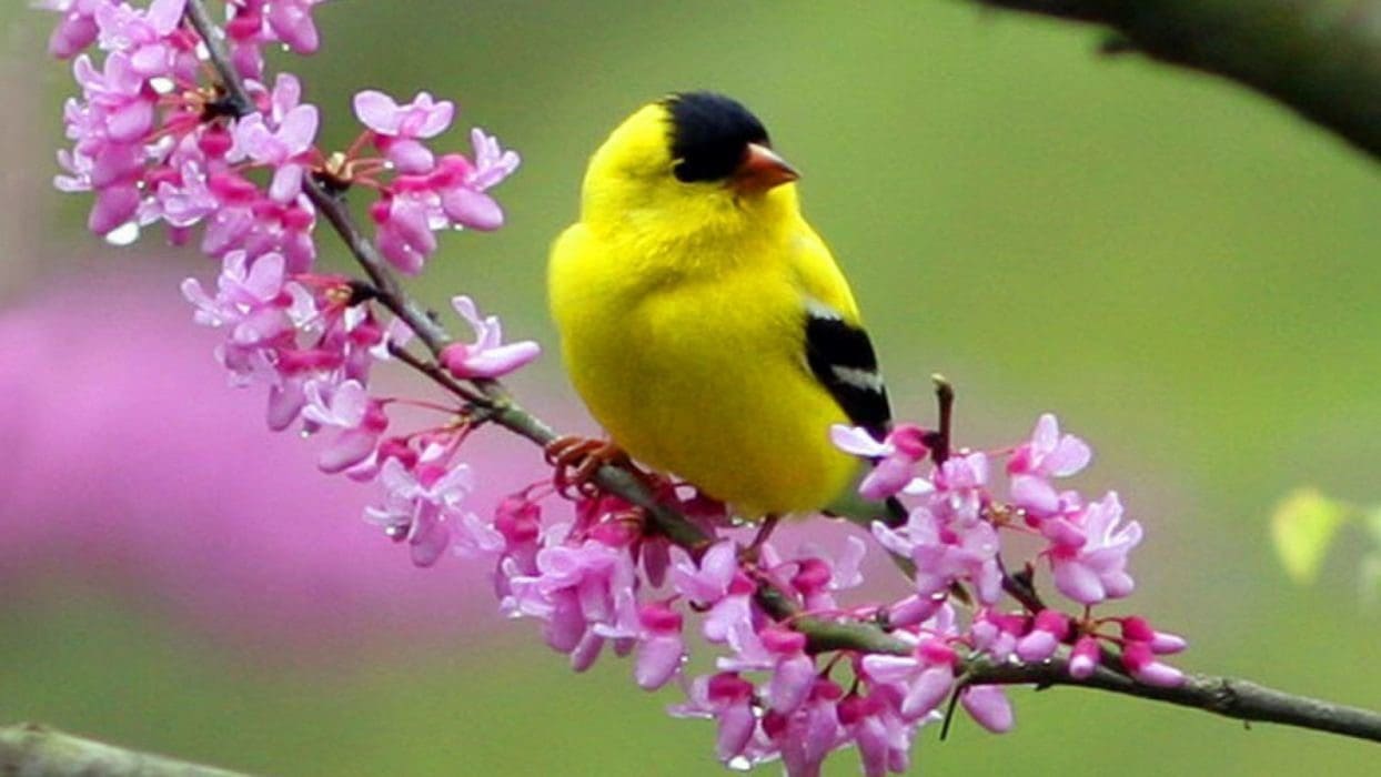 Beautiful Hd Birds Wallpapers 7