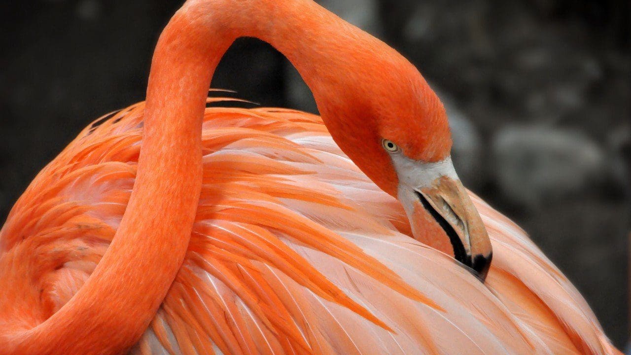 Beautiful Hd Birds Wallpapers Flamingo