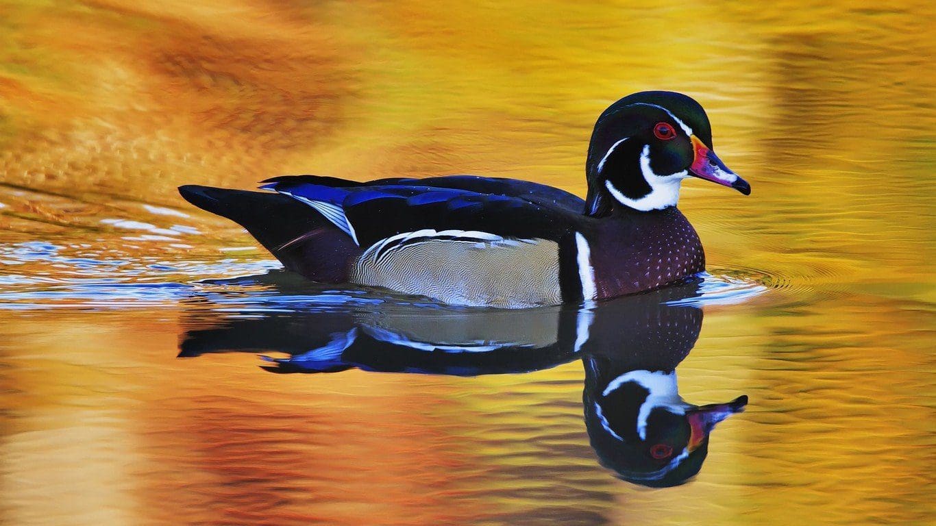 Beautiful Hd Birds Wallpapers Mandarin Duck
