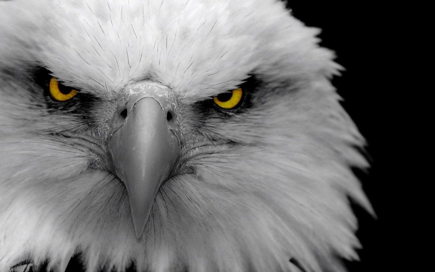Beautiful Hd Birds Wallpapers Peacock Bald Eagle