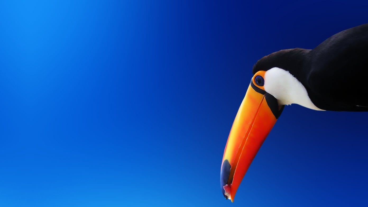 Beautiful Hd Birds Wallpapers Toucan
