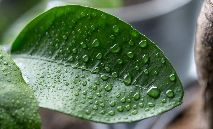 Best Dehumidifiers With Pump That You Can Buy