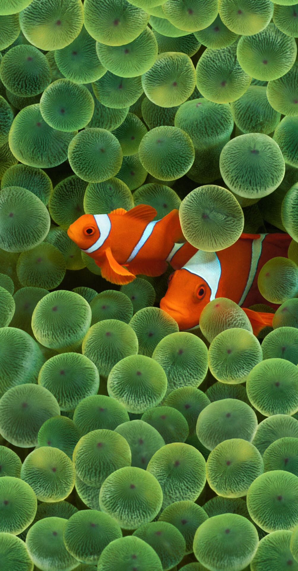 iOS 16 Clownfish Wallpaper Clownfish