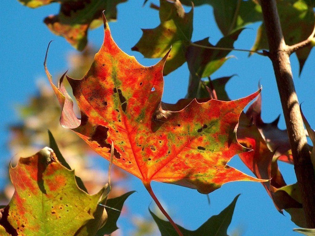 Cool Thanksgiving Wallpapers 2017 6
