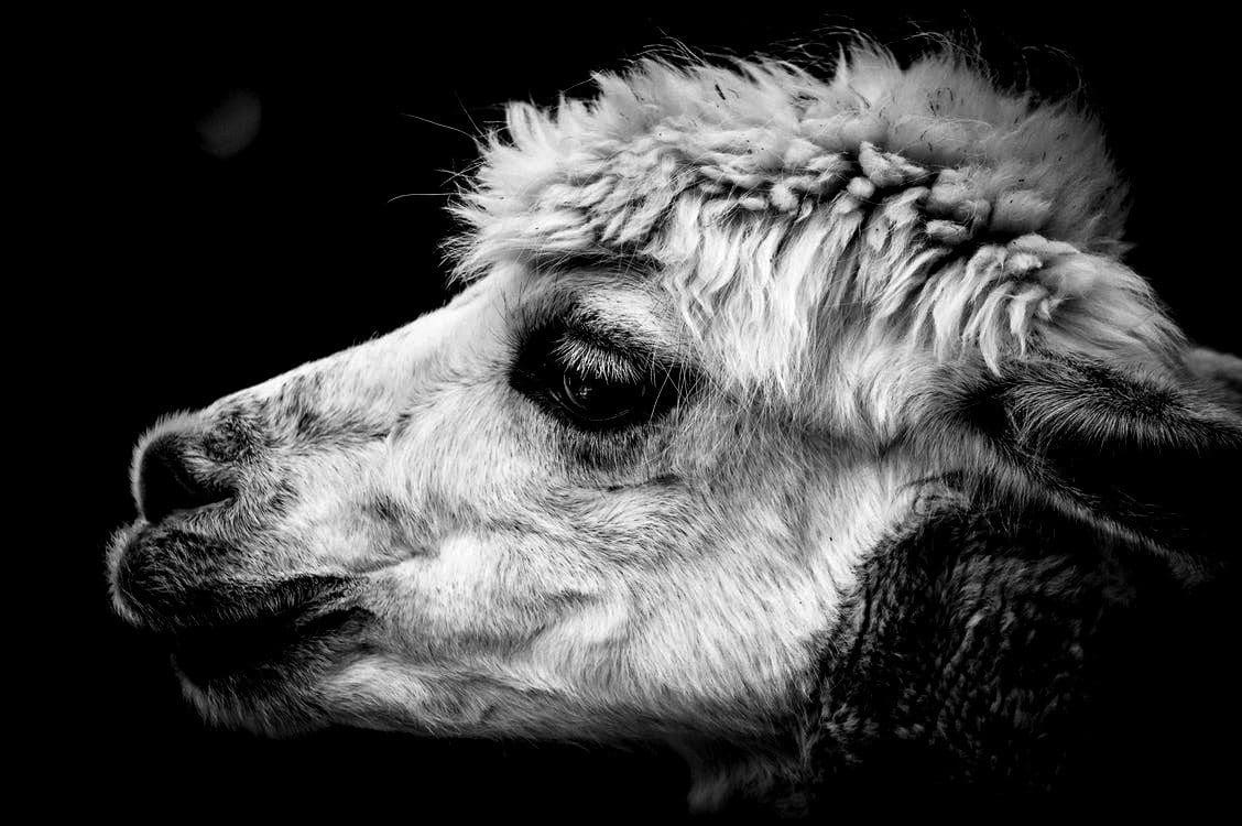 Cute Animal Wallpapers 11