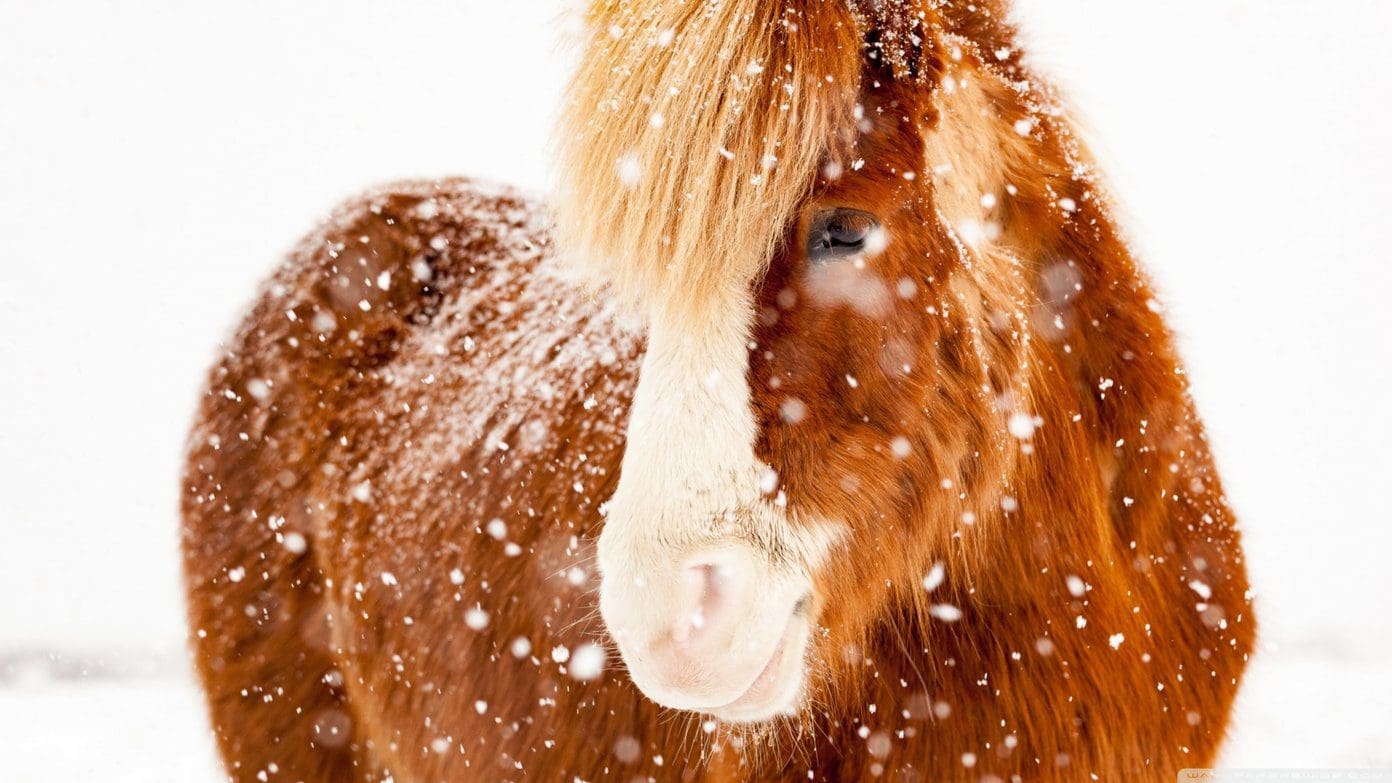 Cute Animal Wallpapers 4