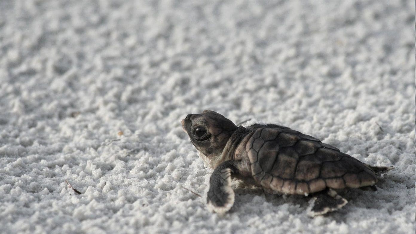 Cute Animal Wallpapers 6