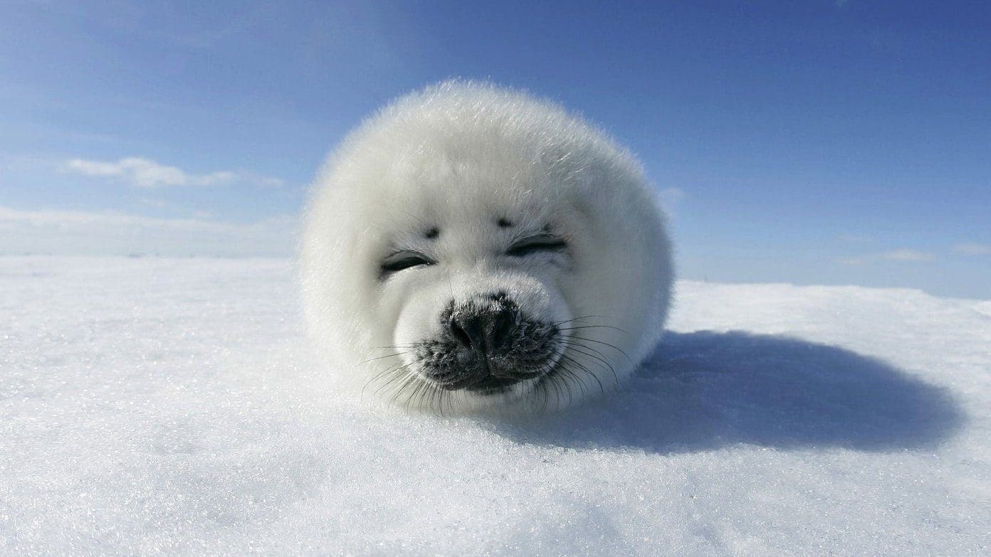 Cute Animal Wallpapers 7