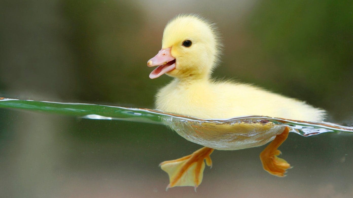Cute Animal Wallpapers 8