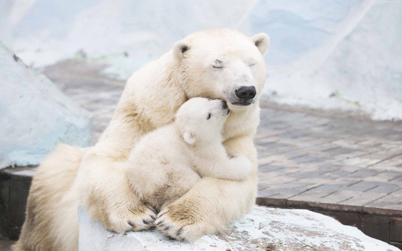 Cute Animal Wallpapers 9