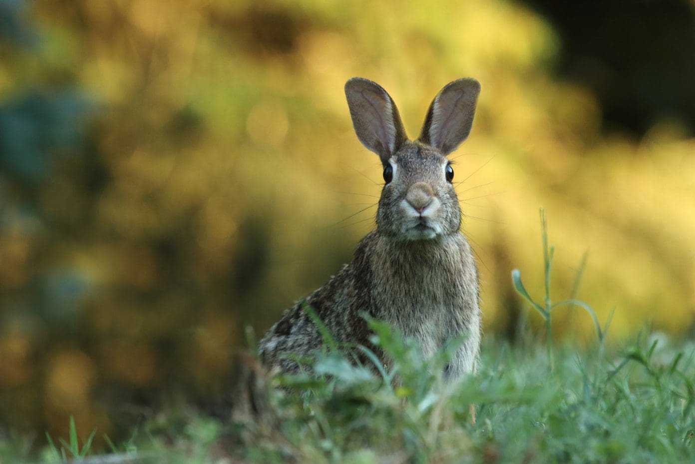 Cute Animal Wallpapers Thumbnail