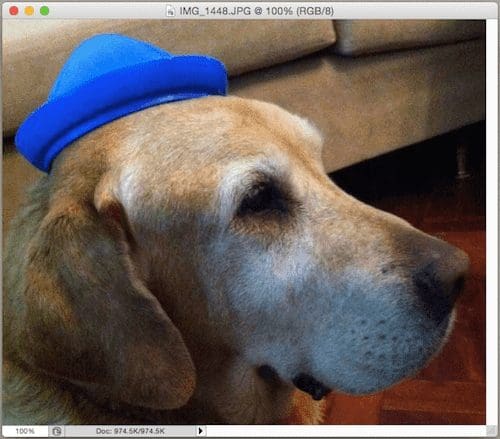 Dog Wearing Hat Bitmap