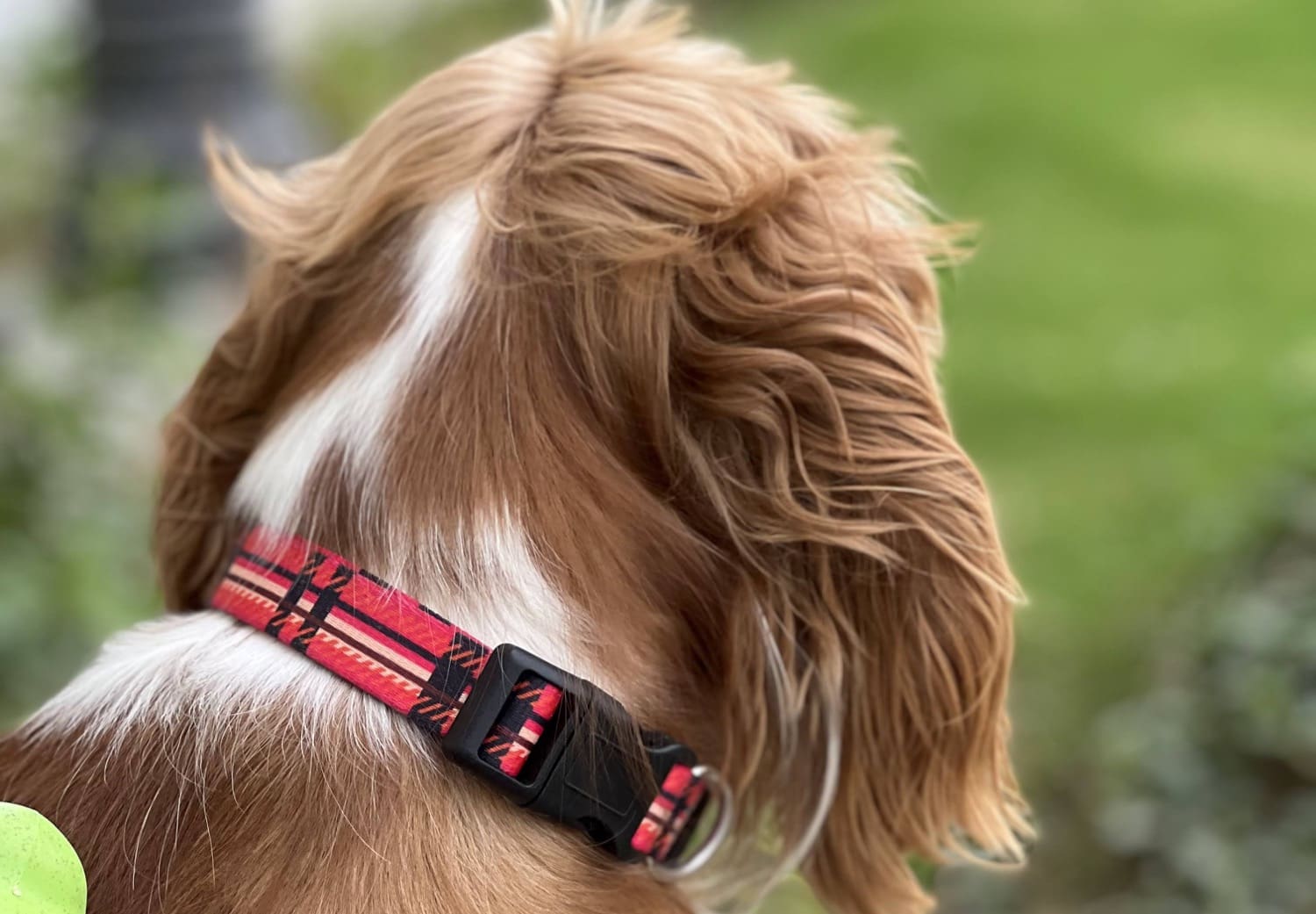 KONITY-AirTag-Dog-Collar-Review