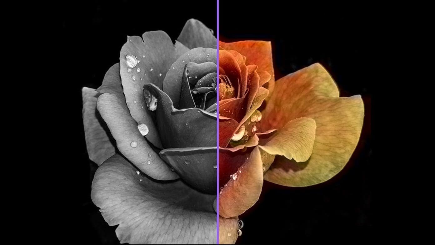 Black And White To Color Online Fi