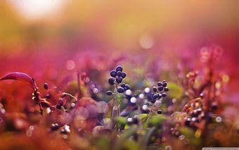 Black Fruits Bokeh Wallpaper 2560X1600 1