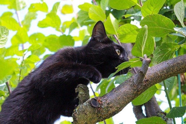 Cat Social Media Stalking
