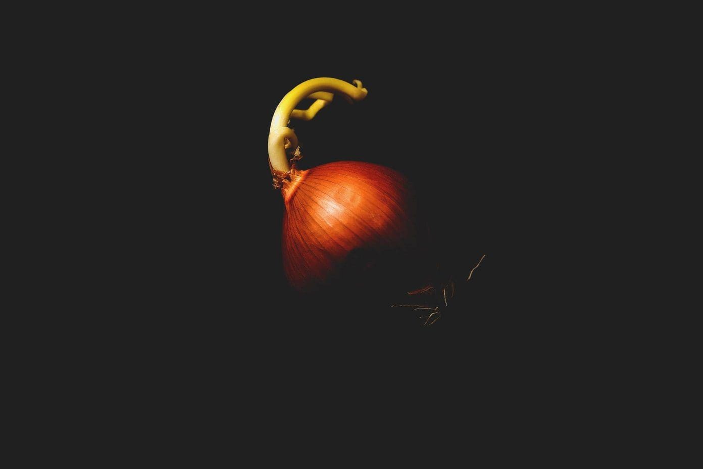 Onion