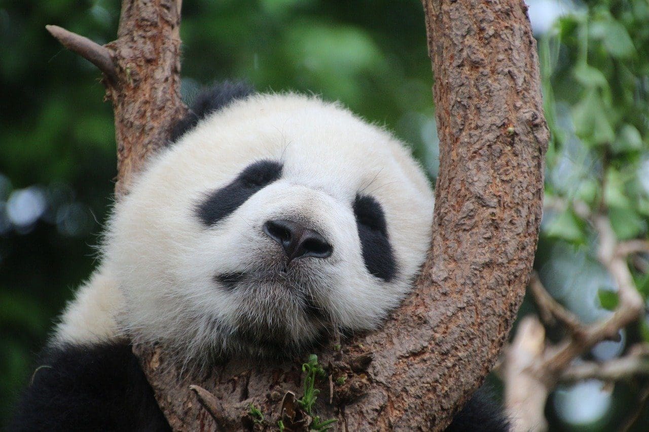 Panda 1236875 1280