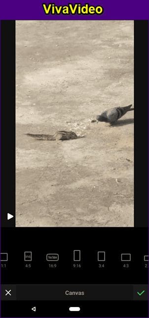 Video Show Vs Viva Video 8